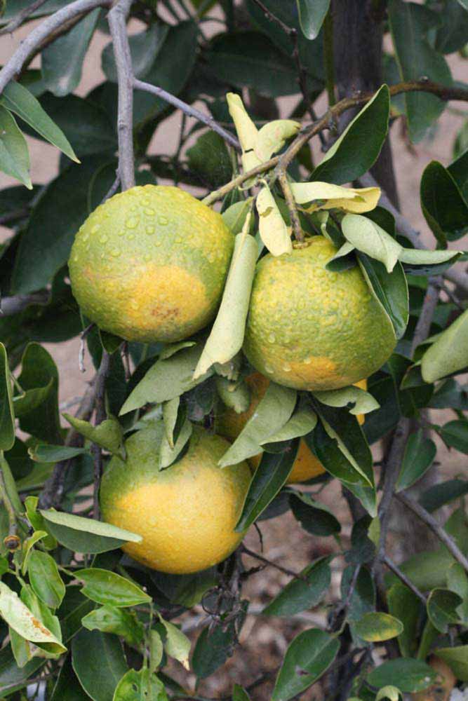            Immature fruit (Riverside, CA)   